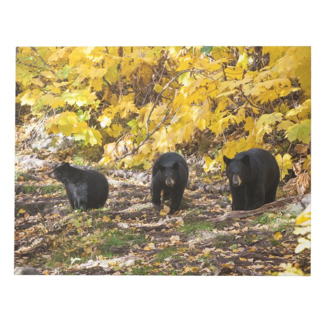 Bloc-note Trois ours (Devant)