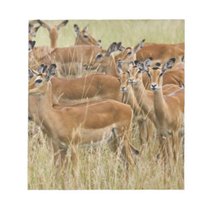 Bloc-note Troupeau d'impalas femelles, Masai Mara, Kenya.