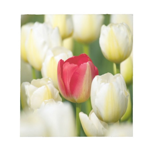 Bloc-note Tulipe rouge dans un champ de tulipes blanches (Devant)