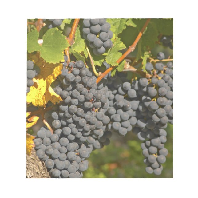 Bloc-note Un cep de vigne avec des grappes de raisin Merlot  (Devant)