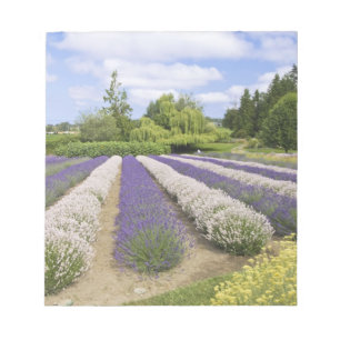 Bloc-note USA, WA, Sequim, Purple Haze Lavender Farm