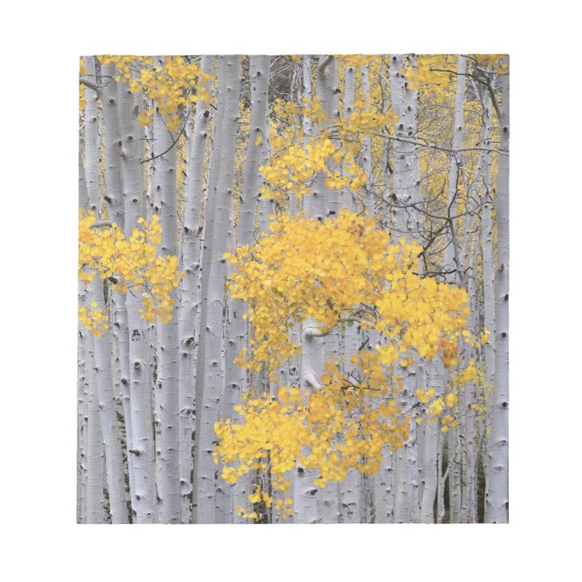 Bloc-note UTAH. ÉTATS-UNIS. Bosquet de trembles (Populus tre (Devant)