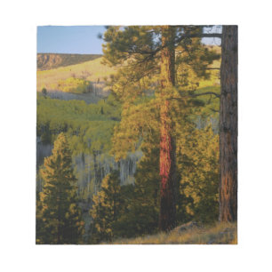 Bloc-note UTAH. Pins ponderosa et trembles, automne. Lever d