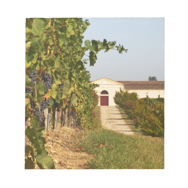 Bloc-note Vignobles, vignes de petit verdot et la cave dans (Devant)
