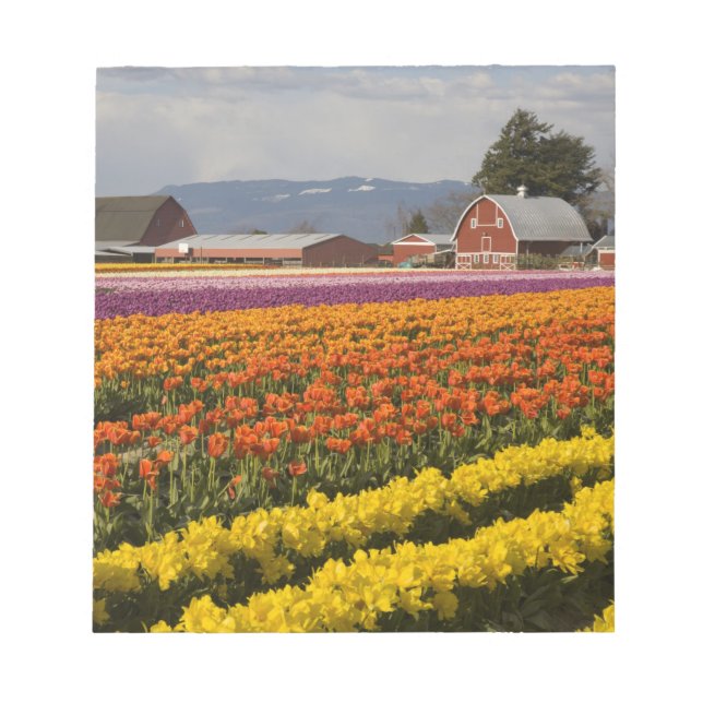 Bloc-note WA, Vallée de Skagit, Champs de tulipes en fleurs, (Devant)