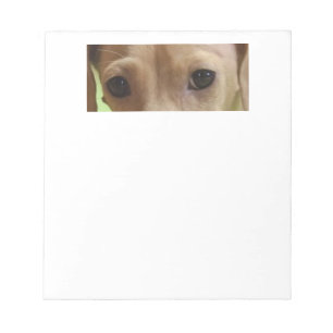 Bloc-note yeux crème dachshund