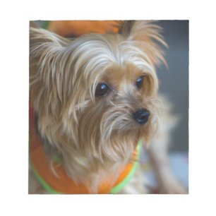 Bloc-note Yorkshire Terrier blond