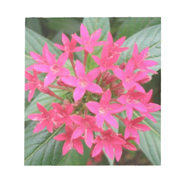Bloc-notes aux fleurs tropicales rose vif (Devant)