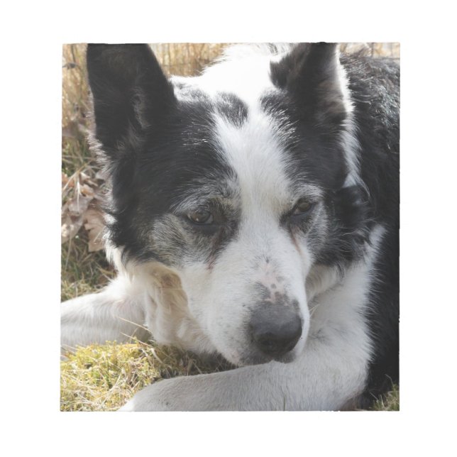 Bloc-notes Black Australian Cattle Dog (Devant)