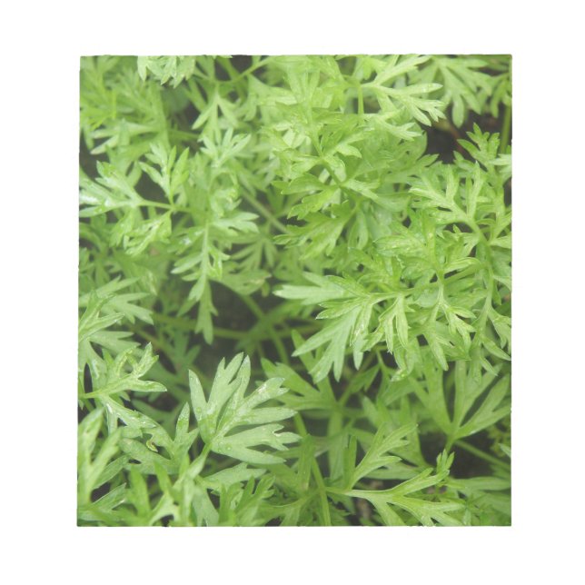 Bloc-notes Carottes (Devant)