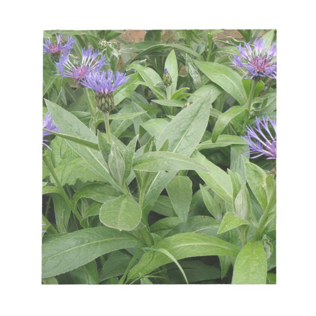 Bloc-notes Cornflowers (Devant)
