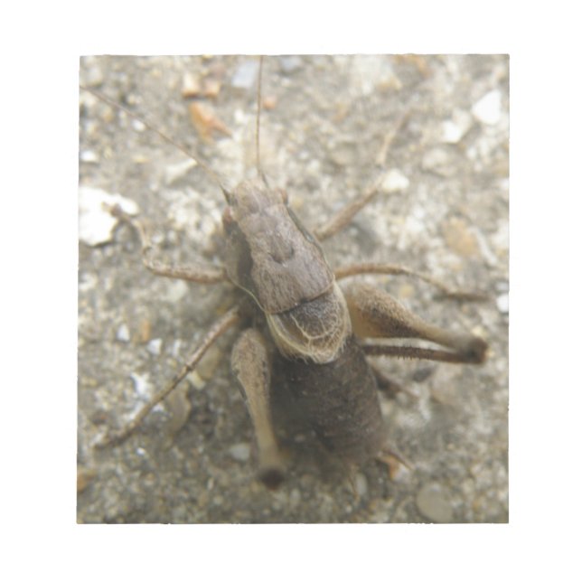 Bloc-notes de cricket Brown (Devant)