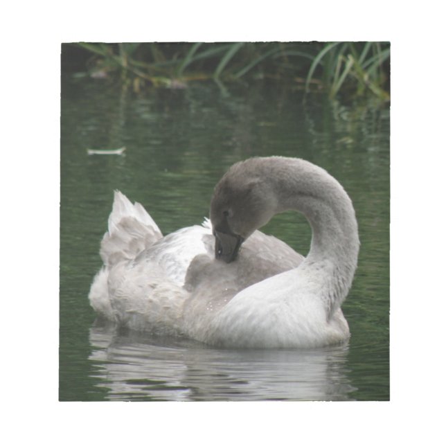 Bloc-notes en cygne dormant (Devant)