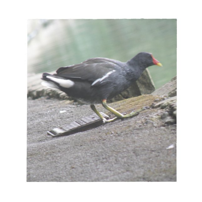 Bloc-notes Moorhen (Devant)