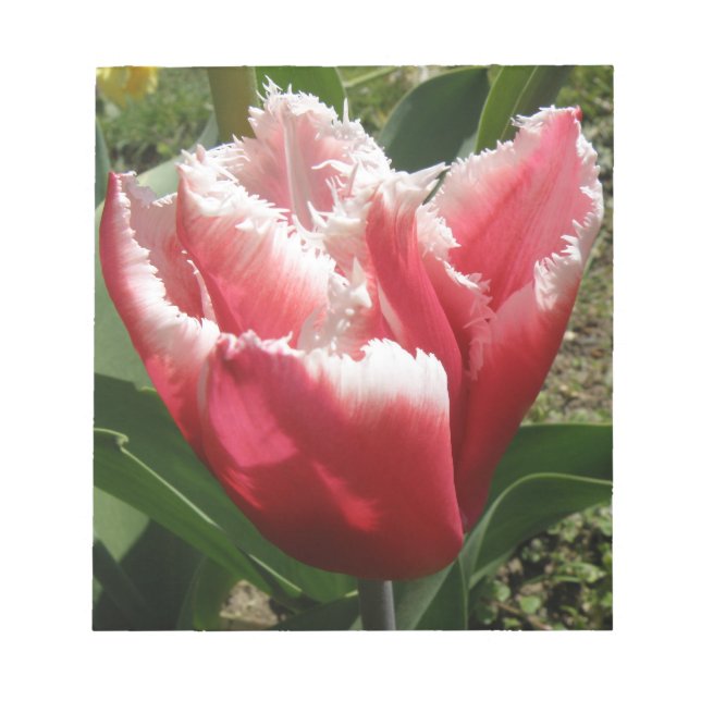 Bloc-notes Tulipe à franges roses (Devant)