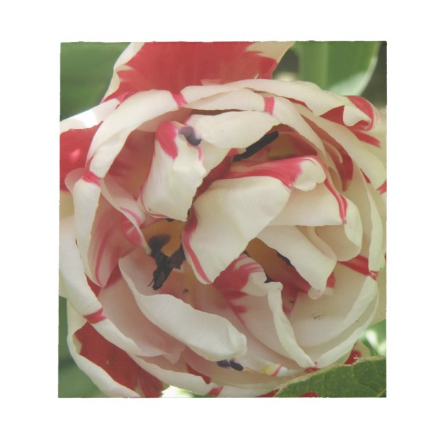 Bloc-notes Tulipe rose et blanc (Devant)