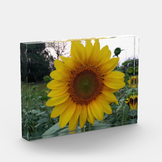 Bloc Photo Add Sunshine with This Bold Sunflower Photo Block (Gauche)