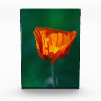 Bloc Photo Affiche de macro-photographie de coquelicot rouge