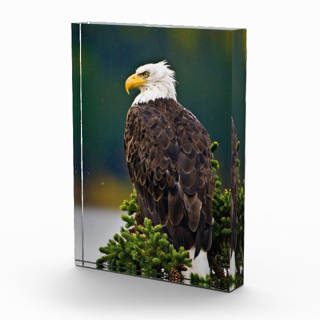 Bloc Photo Aigle américain perché (Droite)