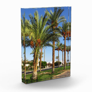 Bloc Photo Alley of date palms in the city of Sharm El Sheikh