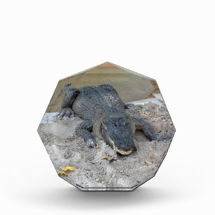 Bloc Photo Alligator, Fort Lauderdale, Floride