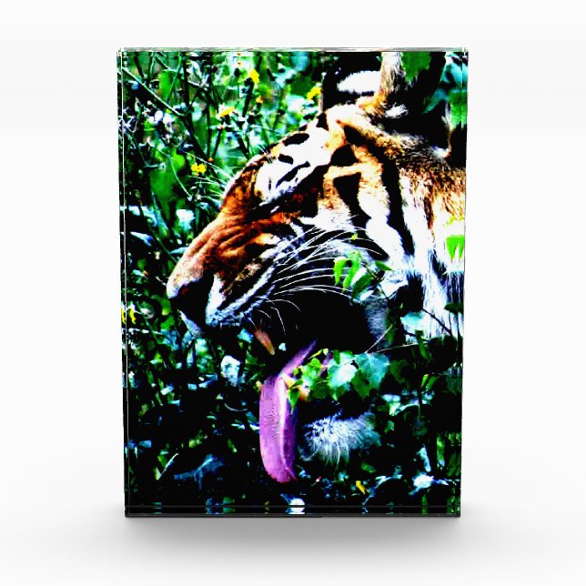 Bloc Photo Amur Tiger pbm (Devant)