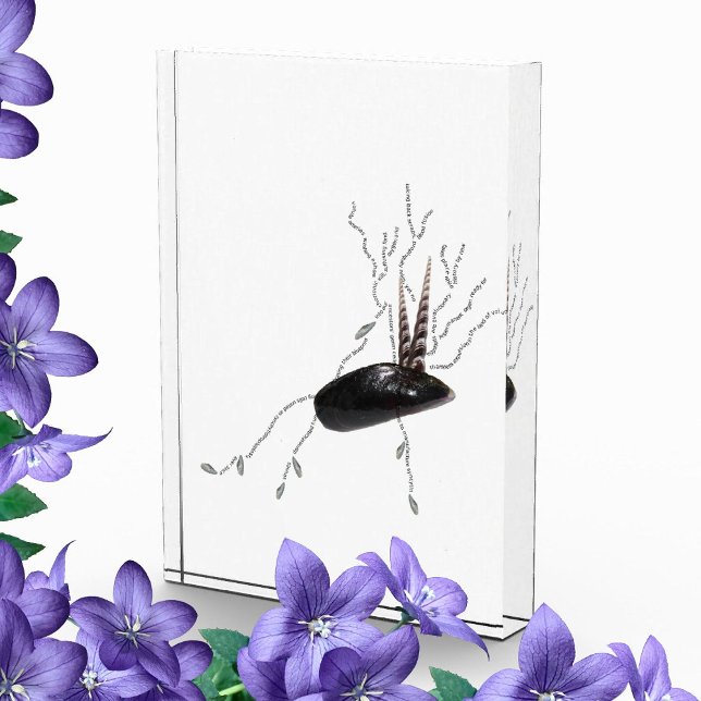 Bloc Photo Anatomie du placenta sciences de la santé poème ar (Créateur téléchargé)