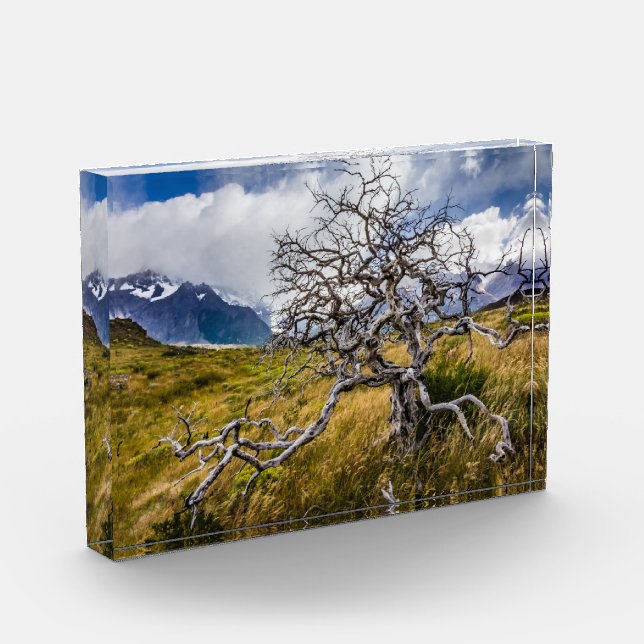 Bloc Photo Arbre brûlé, Torres del Paine, Chili (Gauche)