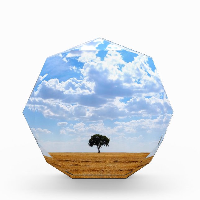 Bloc Photo Arbre dans un champ de blé récolté (Devant)