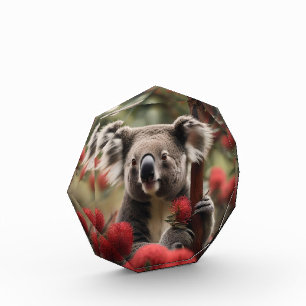Bloc Photo Arbre Rouge Banksia Avec Ours Koala,