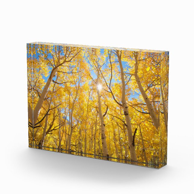Bloc Photo Arbres d'Aspen | Sierra Nevada Mountains, CA (Droite)