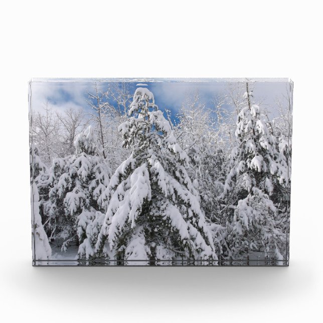 Bloc Photo Arbres neigeux (Devant)