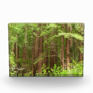 Bloc Photo Arbres Redwood au monument national de Muir Woods