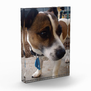 Bloc Photo Attraction de chien Fox Terrier,