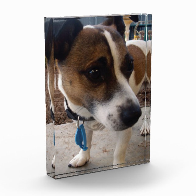 Bloc Photo Attraction de chien Fox Terrier, (Gauche)