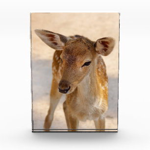 Bloc Photo Baby Deer