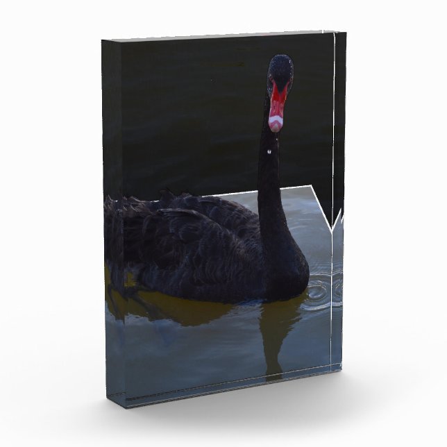 Bloc Photo Baignade De Cygne Noir Dans L'Étang Dimensionnel, (Gauche)