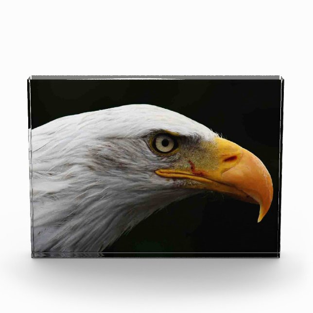 Bloc Photo Bald Eagle pbcna (Devant)