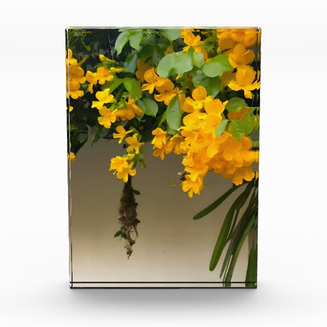 Bloc Photo Beauté Fleur Dorée (Devant)