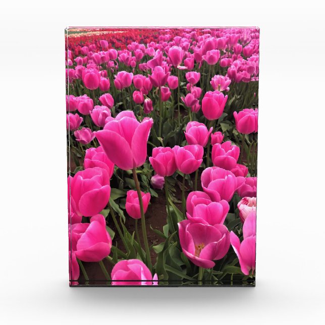 Bloc Photo Beautiful Rose Tulips, Oregon (Devant)