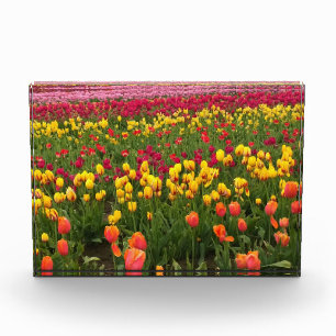 Bloc Photo Beautiful Tulip Field