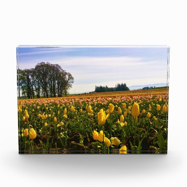 Bloc Photo Beautiful Tulip Field (Devant)