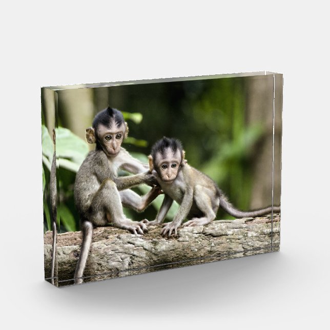 Bloc Photo Bébés singes dans la nature (Gauche)