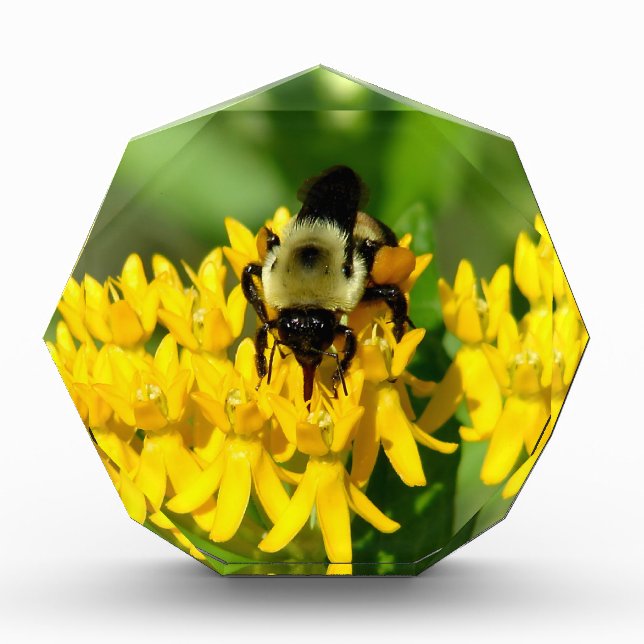 Bloc Photo Bee Feasting on Butterfly Weed Wildflowers (Devant)