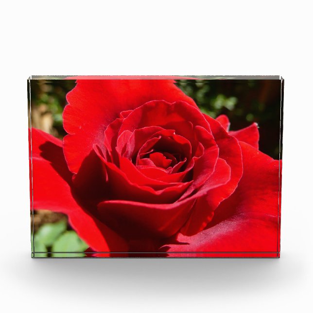 Bloc Photo Belle Fleur Rose Rouge Clair Floral (Devant)