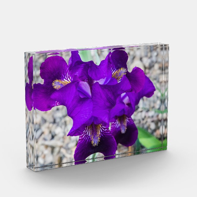 Bloc Photo Belle iris violet (Gauche)