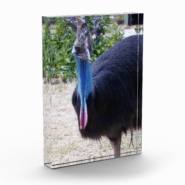 Bloc Photo Big Blue Cassowary Bird, (Gauche)