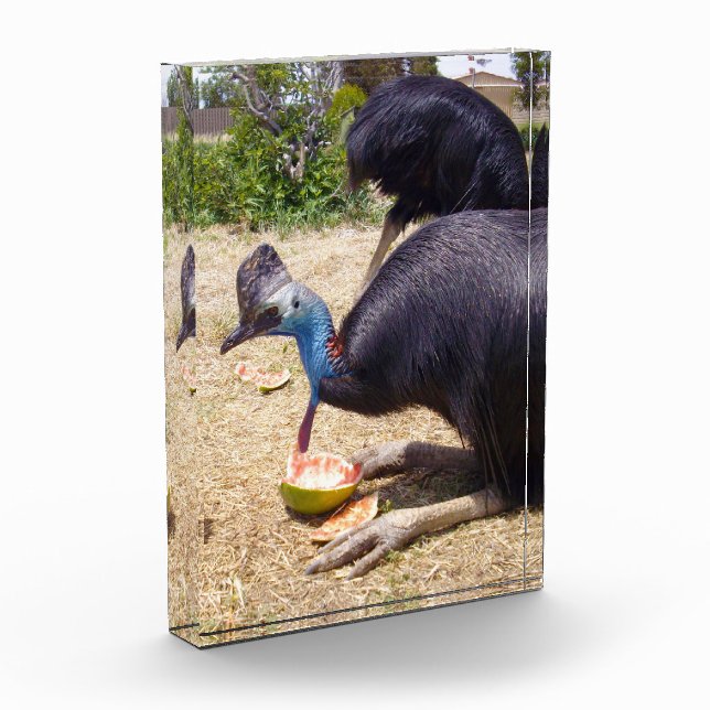 Bloc Photo Big Blue Cassowary Bird Manger Melons, (Gauche)
