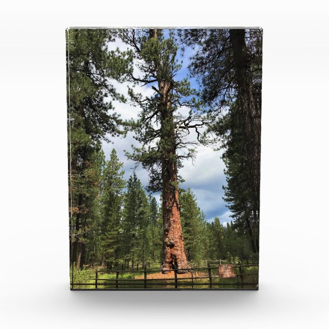 Bloc Photo Big Red Tree, La Pine OU (Devant)