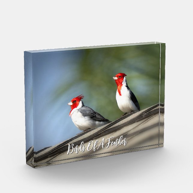 Bloc Photo Birds of A Feather Red Crested Cardinals Hawaii (Gauche)
